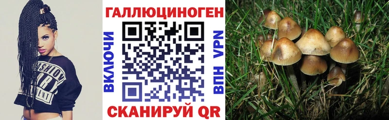 наркотики  Сосенский  Псилоцибиновые грибы Psilocybe 